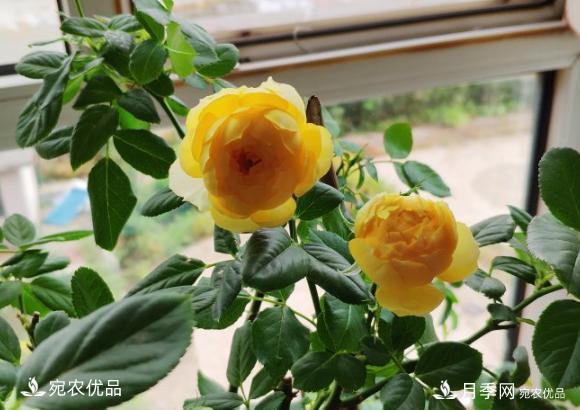 50種經(jīng)典月季品種全整理，南陽月季花開美爆了！一定要養(yǎng)(圖19)