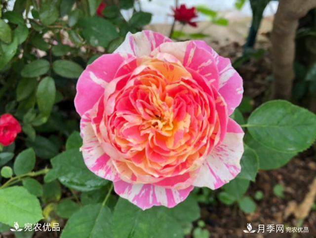 50種經(jīng)典月季品種全整理，南陽月季花開美爆了！一定要養(yǎng)(圖25)
