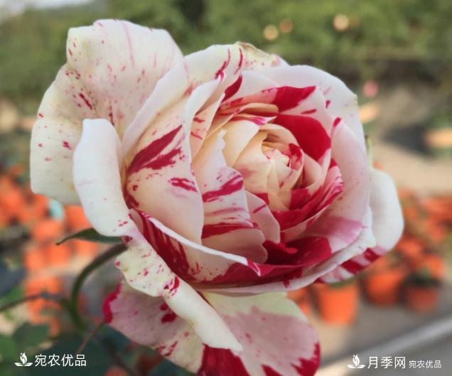 50種經(jīng)典月季品種全整理，南陽月季花開美爆了！一定要養(yǎng)(圖31)