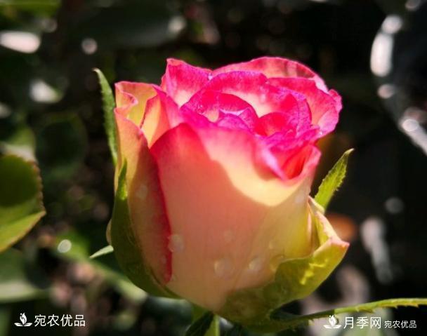 50種經(jīng)典月季品種全整理，南陽月季花開美爆了！一定要養(yǎng)(圖26)