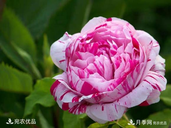 50種經(jīng)典月季品種全整理，南陽月季花開美爆了！一定要養(yǎng)(圖33)