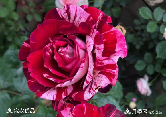 50種經(jīng)典月季品種全整理，南陽月季花開美爆了！一定要養(yǎng)(圖36)
