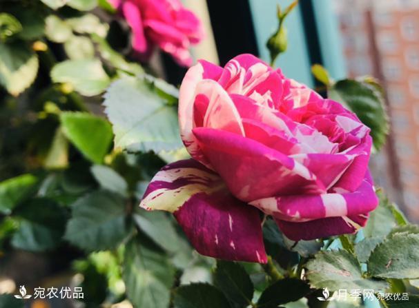 50種經(jīng)典月季品種全整理，南陽月季花開美爆了！一定要養(yǎng)(圖39)