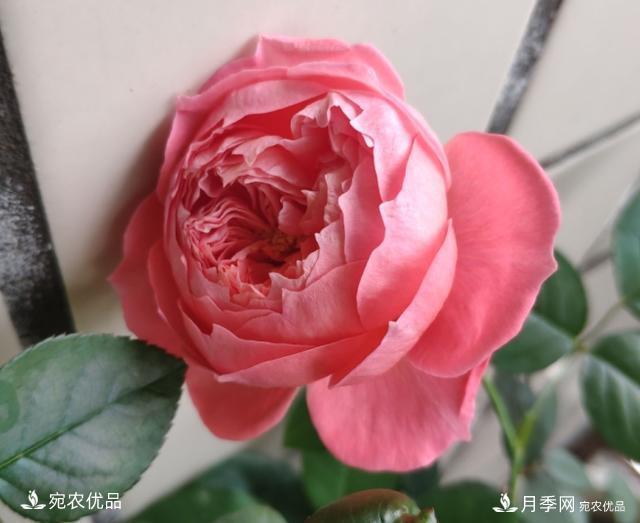 50種經(jīng)典月季品種全整理，南陽月季花開美爆了！一定要養(yǎng)(圖43)