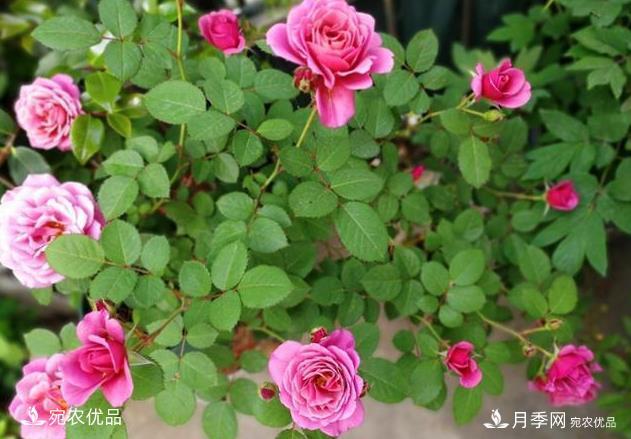 50種經(jīng)典月季品種全整理，南陽月季花開美爆了！一定要養(yǎng)(圖38)