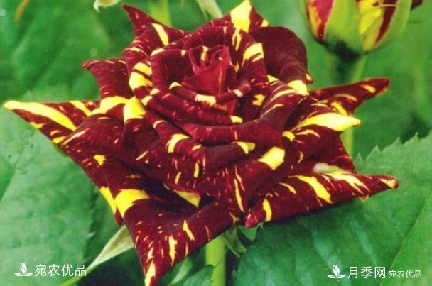 50種經(jīng)典月季品種全整理，南陽月季花開美爆了！一定要養(yǎng)(圖37)