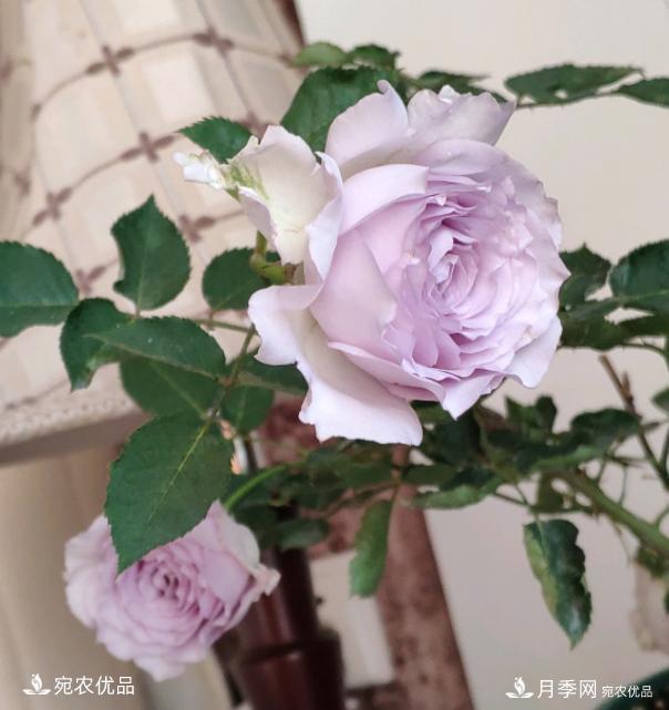50種經(jīng)典月季品種全整理，南陽月季花開美爆了！一定要養(yǎng)(圖42)