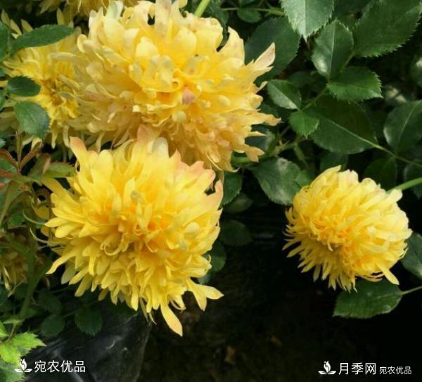 50種經(jīng)典月季品種全整理，南陽月季花開美爆了！一定要養(yǎng)(圖41)