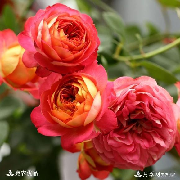 50種經(jīng)典月季品種全整理，南陽月季花開美爆了！一定要養(yǎng)(圖47)