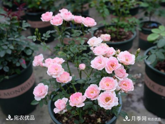 50種經(jīng)典月季品種全整理，南陽月季花開美爆了！一定要養(yǎng)(圖40)