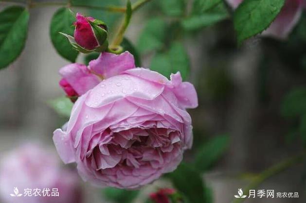 50種經(jīng)典月季品種全整理，南陽月季花開美爆了！一定要養(yǎng)(圖44)