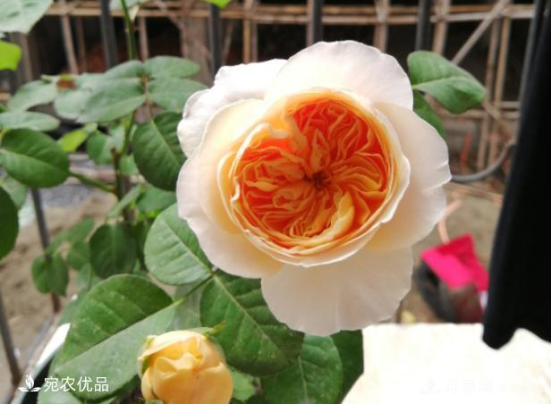 50種經(jīng)典月季品種全整理，南陽月季花開美爆了！一定要養(yǎng)(圖46)