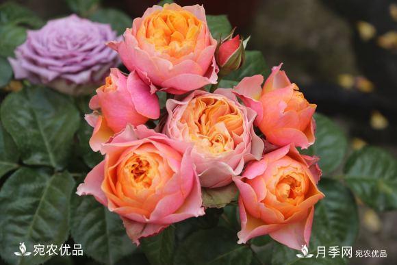 50種經(jīng)典月季品種全整理，南陽月季花開美爆了！一定要養(yǎng)(圖45)