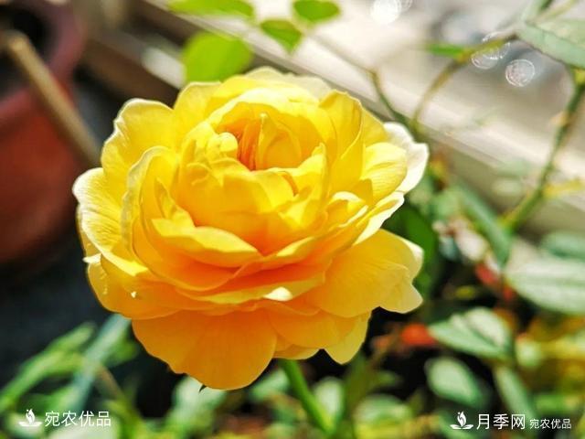 50種經(jīng)典月季品種全整理，南陽月季花開美爆了！一定要養(yǎng)(圖50)