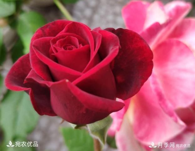 50種經(jīng)典月季品種全整理，南陽月季花開美爆了！一定要養(yǎng)(圖49)