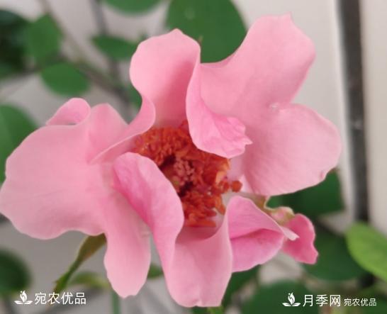 50種經(jīng)典月季品種全整理，南陽月季花開美爆了！一定要養(yǎng)(圖48)