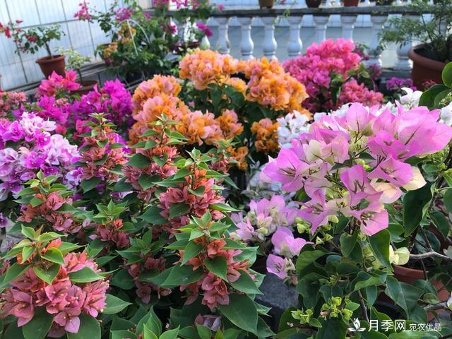 三角梅養(yǎng)護(hù)方法，花期長(zhǎng)達(dá)200天，花色鮮艷變花園(圖1)