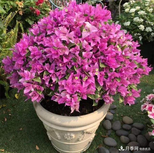 三角梅養(yǎng)護(hù)方法，花期長(zhǎng)達(dá)200天，花色鮮艷變花園(圖3)
