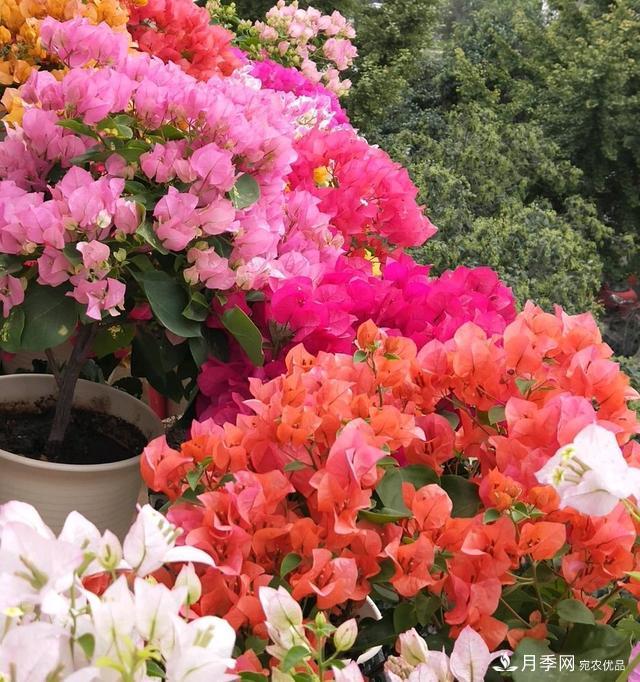 三角梅養(yǎng)護(hù)方法，花期長(zhǎng)達(dá)200天，花色鮮艷變花園(圖2)