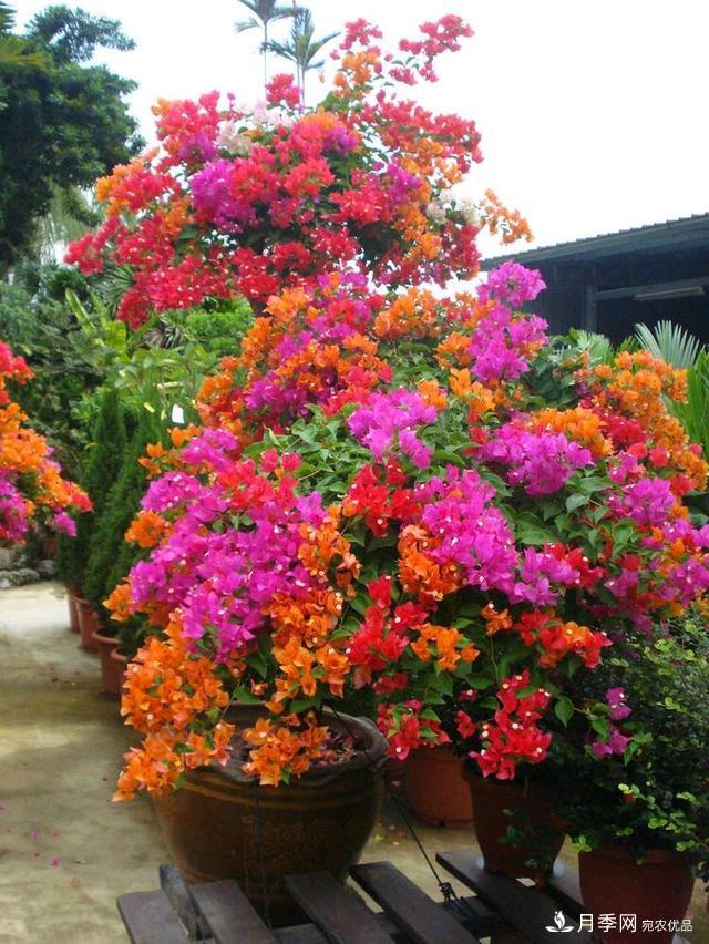 三角梅養(yǎng)護(hù)方法，花期長(zhǎng)達(dá)200天，花色鮮艷變花園(圖5)