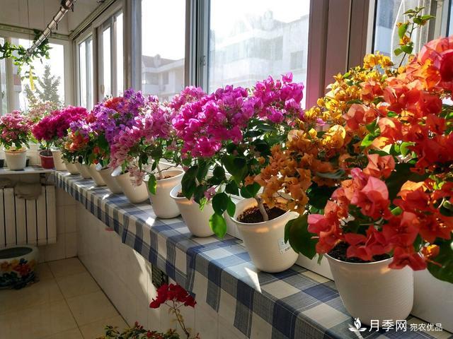 三角梅養(yǎng)護(hù)方法，花期長(zhǎng)達(dá)200天，花色鮮艷變花園(圖4)