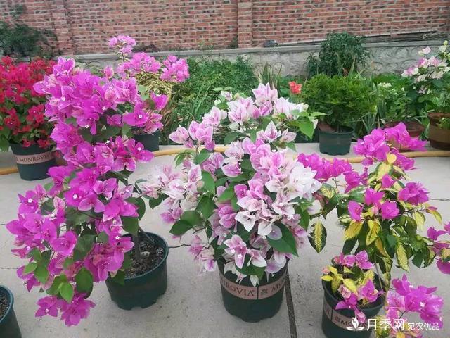 三角梅養(yǎng)護(hù)方法，花期長(zhǎng)達(dá)200天，花色鮮艷變花園(圖6)