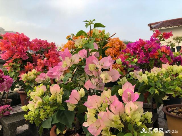 三角梅養(yǎng)護(hù)方法，花期長(zhǎng)達(dá)200天，花色鮮艷變花園(圖7)