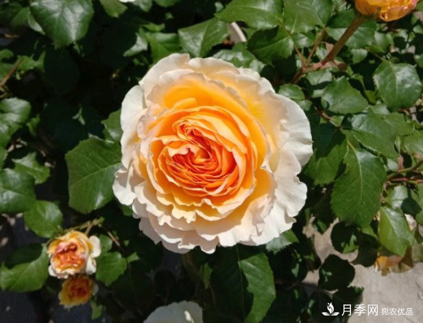 月季夏天會變丑？這8種耐熱月季，越開越好看！(圖3)