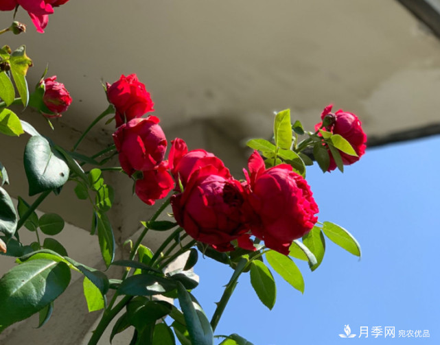 月季夏天會變丑？這8種耐熱月季，越開越好看！(圖2)