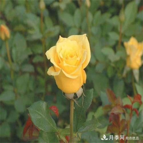 切花月季如何栽培管理？切花月季白粉病如何防治？(圖1)