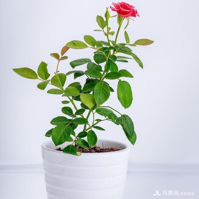 怎么分辨月季的盲枝？月季花盲枝原因以及處理方法(圖2)