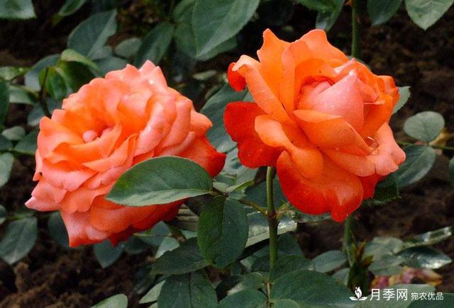 怎么分辨月季的盲枝？月季花盲枝原因以及處理方法(圖1)