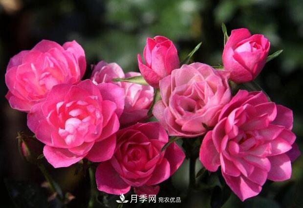 單花期***長的月季品種推薦幾個，***久能開一個多月(圖3)