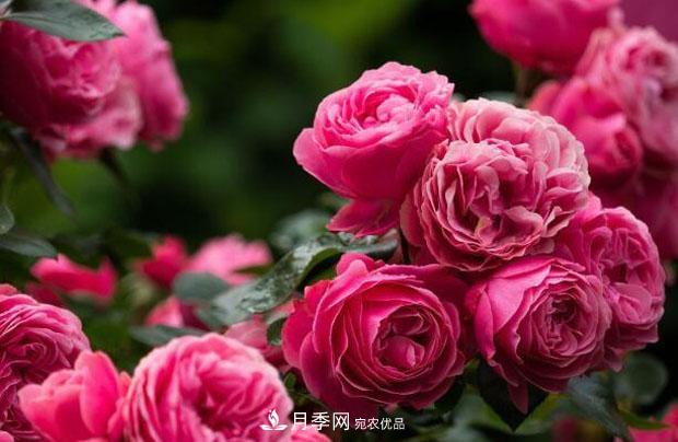 單花期***長的月季品種推薦幾個，***久能開一個多月(圖4)