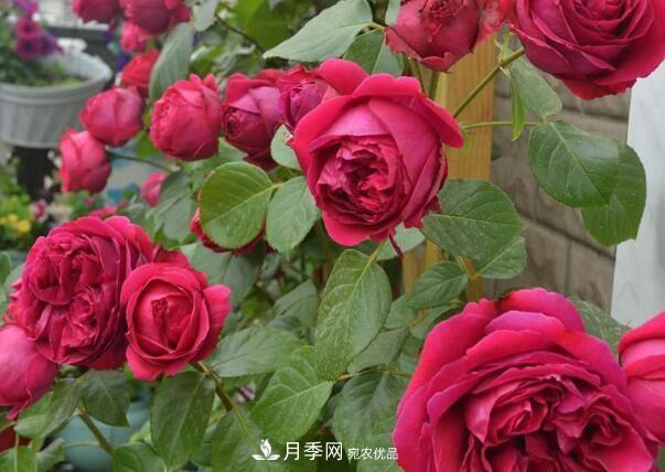 單花期***長的月季品種推薦幾個，***久能開一個多月(圖5)