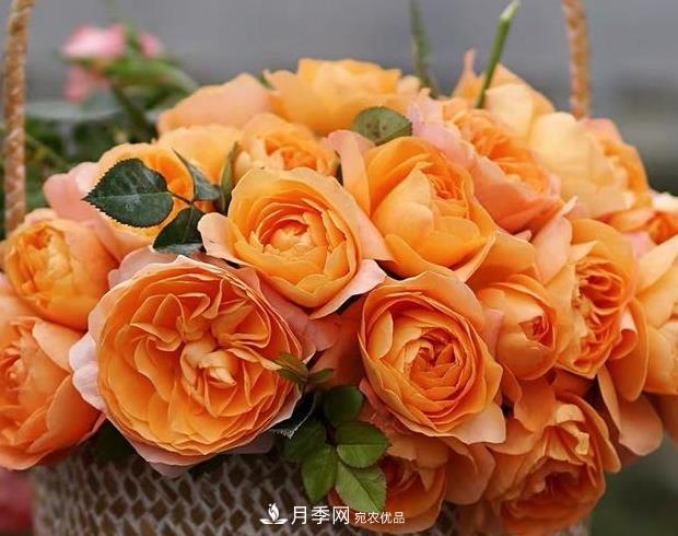 單花期***長的月季品種推薦幾個，***久能開一個多月(圖9)
