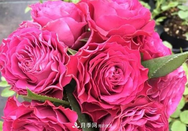 單花期***長的月季品種推薦幾個，***久能開一個多月(圖10)