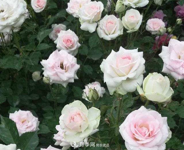 北京自主培育月季品種再添4名新成員，還有個“可愛冰淇淋”(圖1)