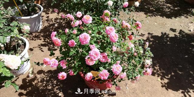 北京自主培育月季品種再添4名新成員，還有個“可愛冰淇淋”(圖2)
