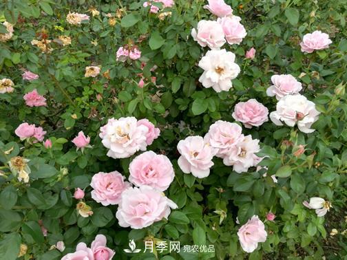 北京自主培育月季品種再添4名新成員，還有個“可愛冰淇淋”(圖3)