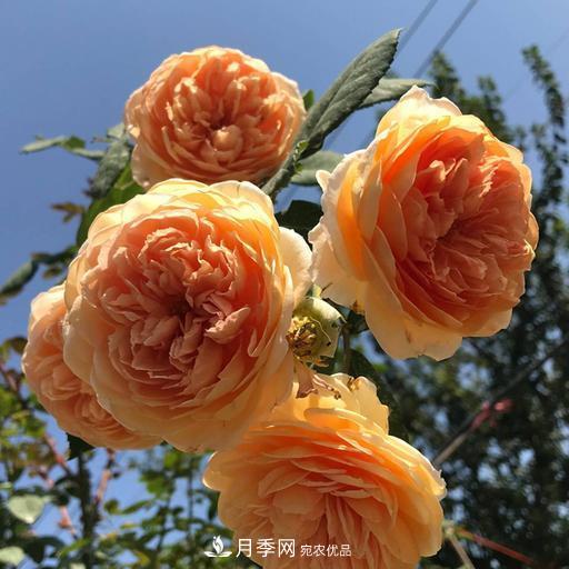 盤點(diǎn)30款又香又好看的月季，讓花園香氣迷人又美麗(圖9)
