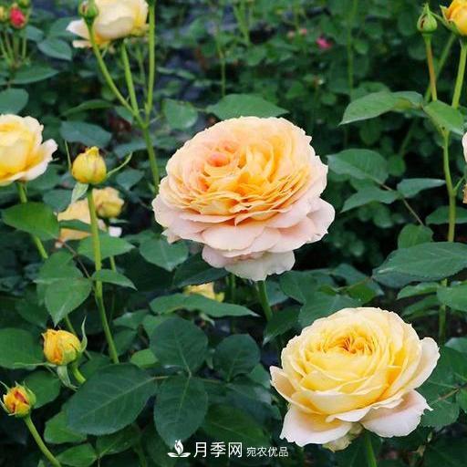 盤點(diǎn)30款又香又好看的月季，讓花園香氣迷人又美麗(圖14)