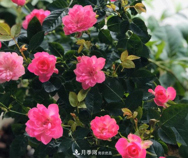 新手買月季花，避開這個坑，不然會吃虧(圖5)