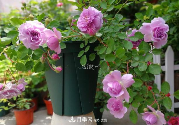 新手買月季花，避開這個坑，不然會吃虧(圖3)