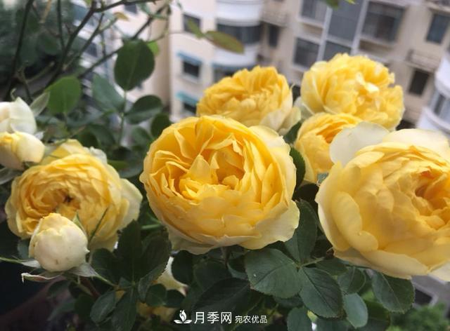 新手買月季花，避開這個坑，不然會吃虧(圖4)