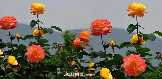 月季花栽培對(duì)環(huán)境條件的要求(圖1)