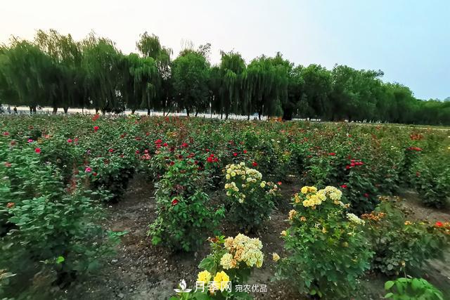 唐山惠豐湖這片月季花海太驚艷，太美了(圖5)