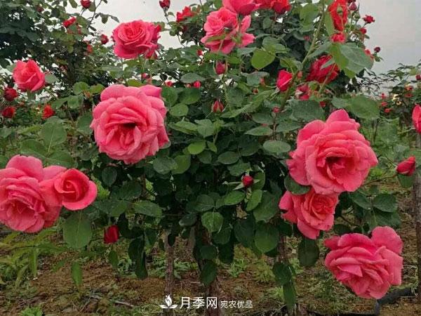 炎炎夏季，月季防暑的5個(gè)小妙招(圖1)