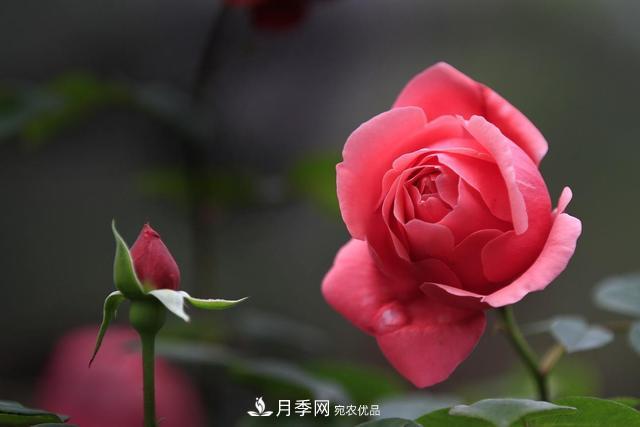 想讓月季不爛根，這些細節(jié)要注意(圖1)
