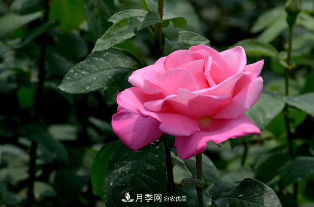 月季換盆知識(shí)干貨，快收藏(圖1)